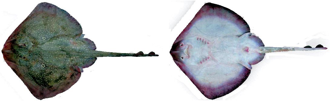 Raja polystigma_08.jpg